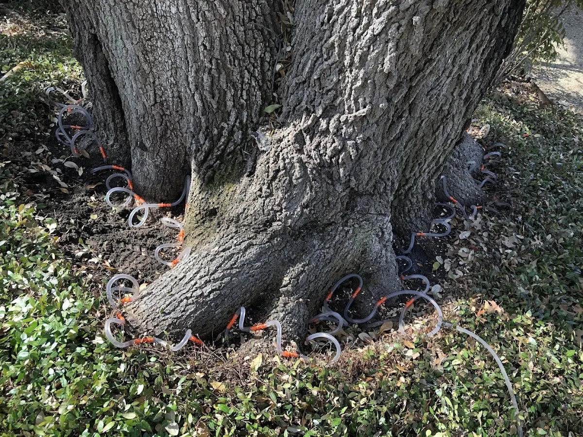 Detailed Tree Cabling and Bracing job site in Park River