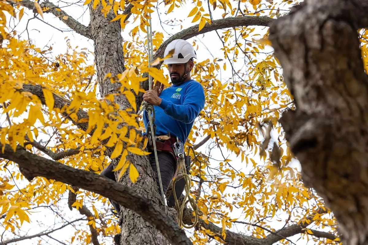 Skilled Tree Trimming crew working in Park River